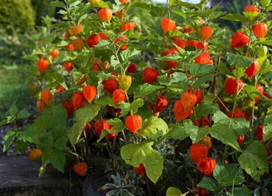 753〓[特価]希少Pouteria sp.calice de flor熱帯果樹 Giant Chinese Lantern | Physalis alkekengi var. franchetii 'Gigantea'