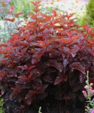 Physocarpus opulifolius Little Angel plant.