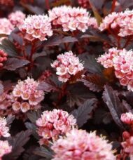 Deep pink flowers and deep red green leaves of Physocarpus opulifolius Little Joker.