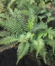 Large leafed tassel ferns in a border garden.