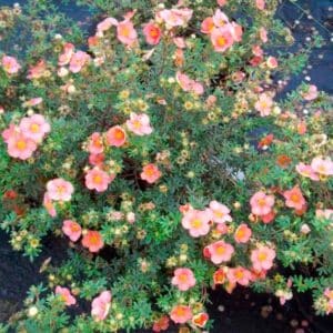 Potentilla Fruticosa Glamour Girl shrub covered in soft salmon peach flowers.