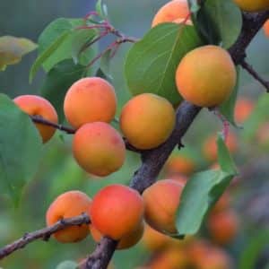 Manchurian Apricot fruit on the tree.