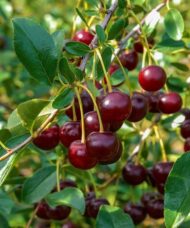 Deep red Dwarf Sour Cherry tree cherries.