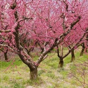 Row of mature peach trees in bloom with bright peachy pink blooms.