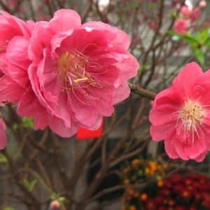 Deep peachy pink blooms of the Chinese peach tree.