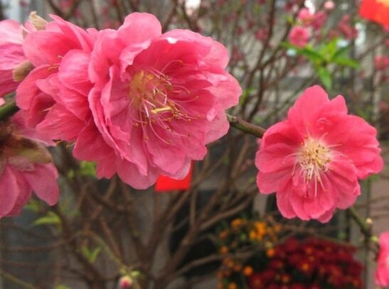 Deep peachy pink blooms of the Chinese peach tree. Deep peachy pink blooms of the Chinese peach tree.