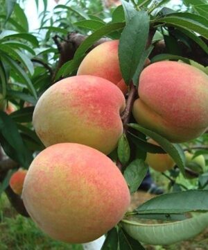 Peach tree branches in fruit.