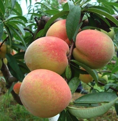 Peach tree branches in fruit.