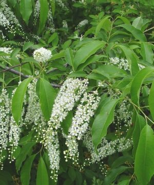 Black Cherry tree in bloom.