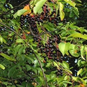 Masses of Black cherry tree fruit hanging from stems.
