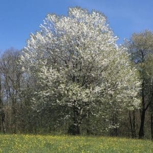 Mature Black Cherry tree covered with white blooms.
