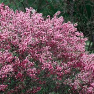 Russian Almond shrub full of deep pink blooms.