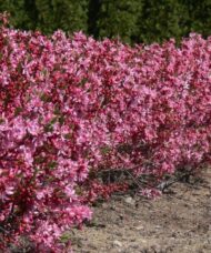 Russian almond shrub covered in bright pink blooms.