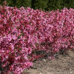 Russian almond shrub covered in bright pink blooms.