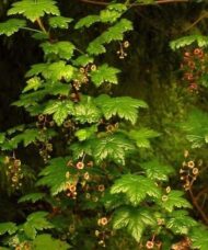Ribes lacustre shrub