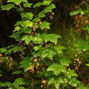 Ribes lacustre shrub