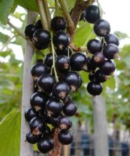 Large cluster of shiny