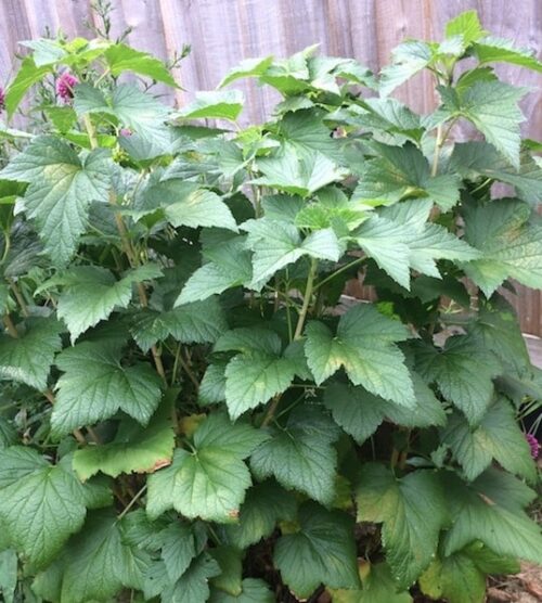 Ribes nigrum 'Titania' fruits. Ribes nigrum 'Titania' fruits.