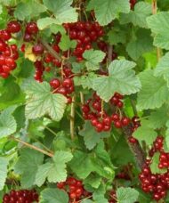 Red lake red currant red fruit and palmate leaves.