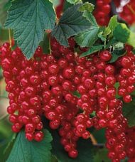 Ribes rubrum rovada currants hanging in large clusters