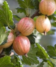 Ribes uva-crispa 'Sebastien' currants along branch.