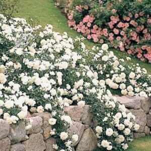 White Creeping Rose planted along and tumbling over stone wall.