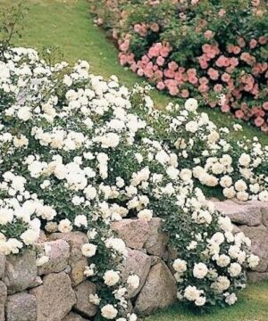 White Creeping Rose planted along and tumbling over stone wall.
