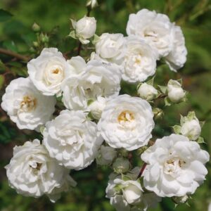 Cluster of White Creeping Rose blooms.