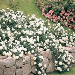 White Creeping Rose planting tumbling over a low stone wall.