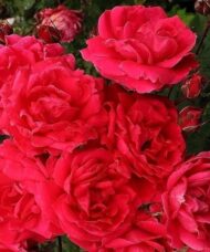 A mass of double pink-tinged red roses.
