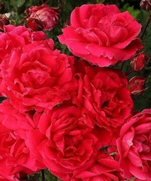 A mass of double pink-tinged red roses.