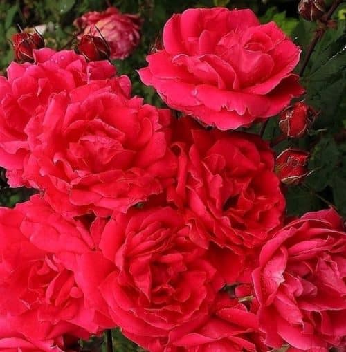 A mass of double pink-tinged red roses.
