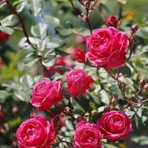 Double pink-tinged red roses on long stems