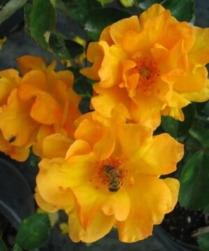 Three bright yellow and peach tinged Bill Reid rose blooms