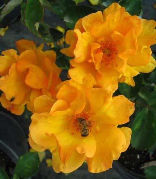 Three bright yellow and peach tinged Bill Reid rose blooms