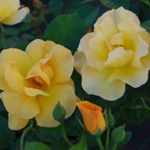 Bright yellow and peach tinged Bill Reid rose bloom.