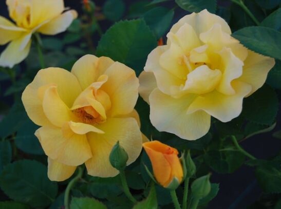 Bright yellow and peach tinged Bill Reid rose bloom. Bright yellow and peach tinged Bill Reid rose bloom.