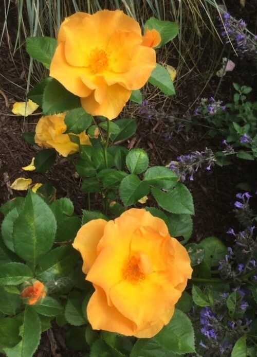 one with a bee at its center. one with a bee at its center.