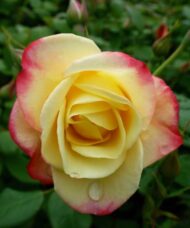 Yellow Campfire rose bloom with red tinged petals