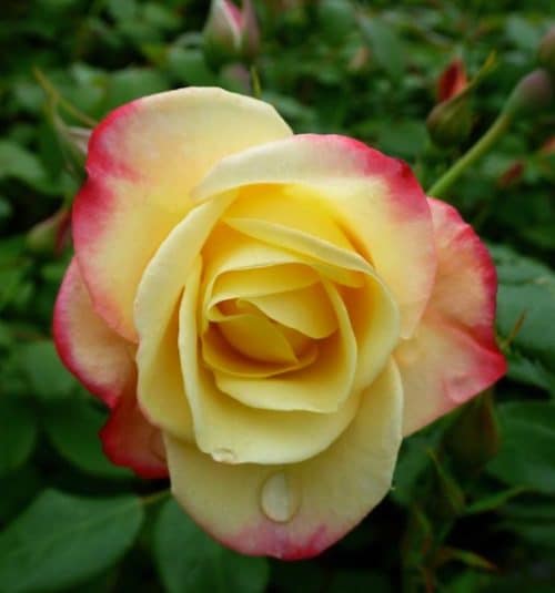 Yellow Campfire rose bloom with red tinged petals