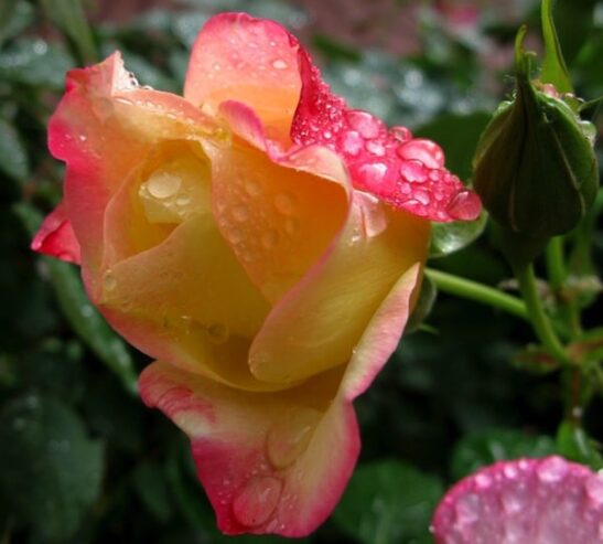 against green foliage and with rosebuds in the background. against green foliage and with rosebuds in the background.
