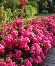 Border of Rosa 'Emera' bright pink roses.
