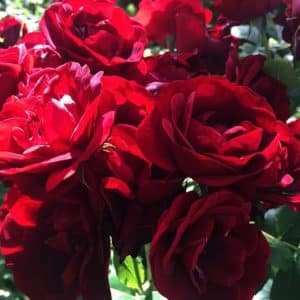 Cluster of deep red Hope for Humanity rose blooms.