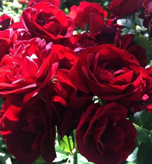 Cluster of deep red Hope for Humanity rose blooms.