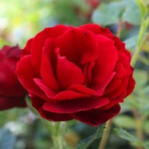 deep red rose blooms.