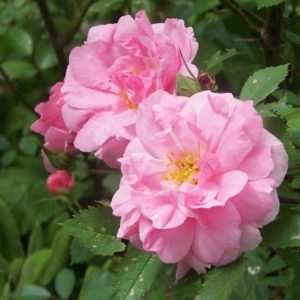 Rosa John Davis pink double rose blooms