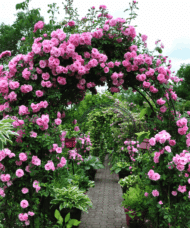 pink Climbing rose with pink blooms growing over arched trellis.