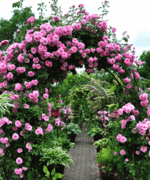 pink Climbing rose with pink blooms growing over arched trellis.