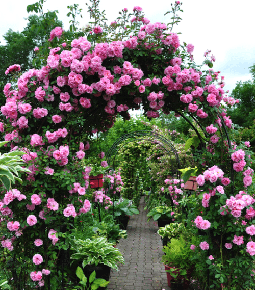 Climbing rose with pink blooms  growing over arched trellis.
