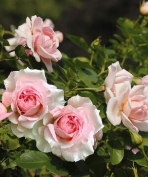Soft pink Rosa Lambert Closse double blooms.